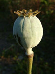 Papaver orientale