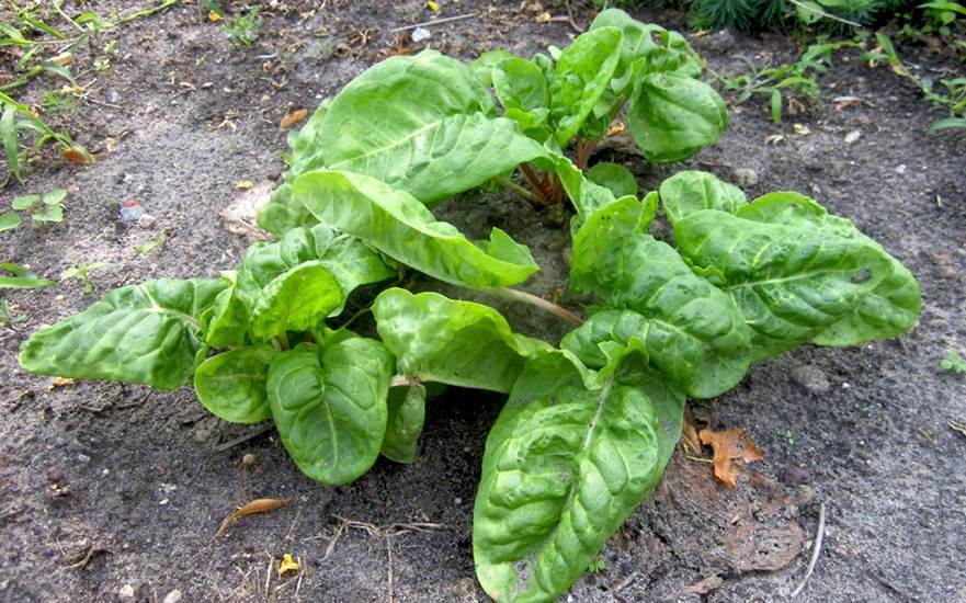 French sorrel (plant)