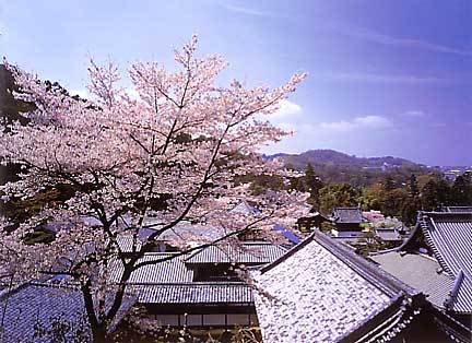 Kosho-ji with Cherry in Full Bloom