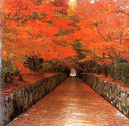 Maples along Kotozaka slope